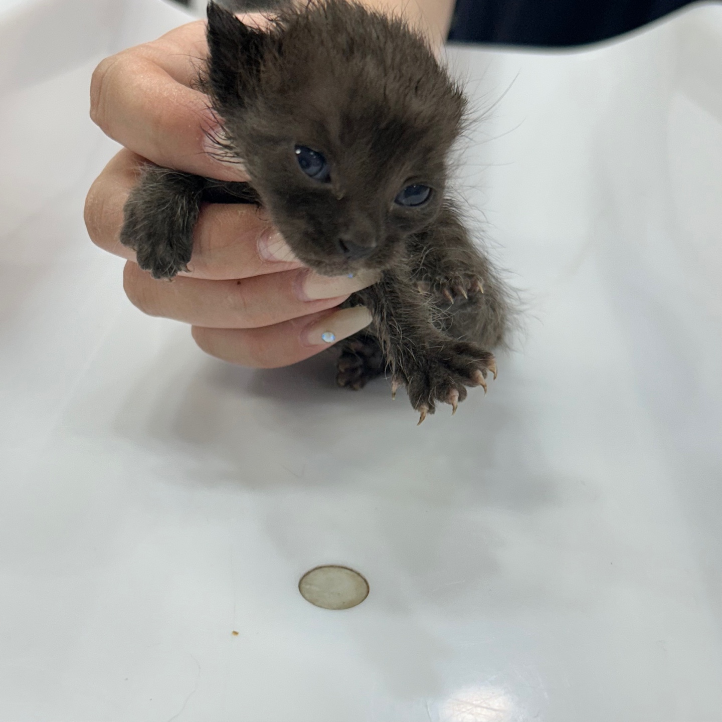 한국 고양이 이미지 파일 입니다.